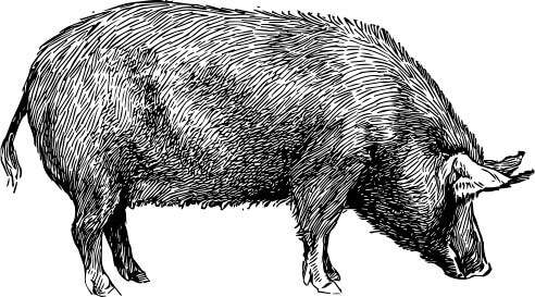 iberico1 Empresa