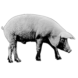 cerdo-iberico-mmblazquez Empresa