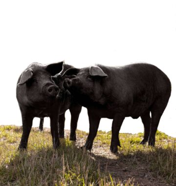 Cerdo Ibérico